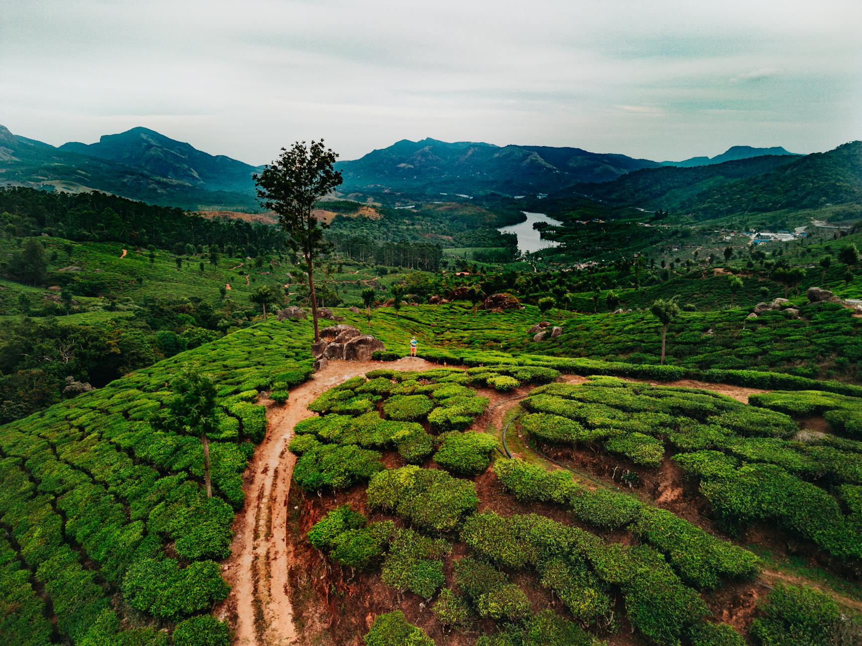 scenic aerial view of lush tea plantations